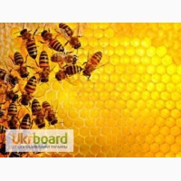 Продам мед натуральный, экологически чистый от производителя