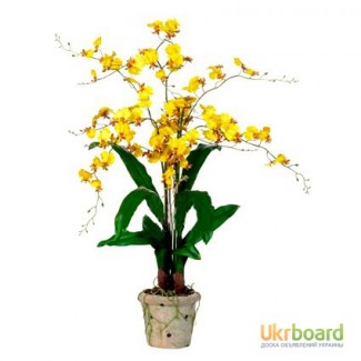 Продажа орхидей, онцидиум желтый