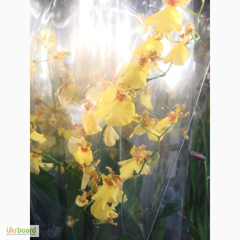 Фото 2/3. Продажа орхидей, онцидиум желтый