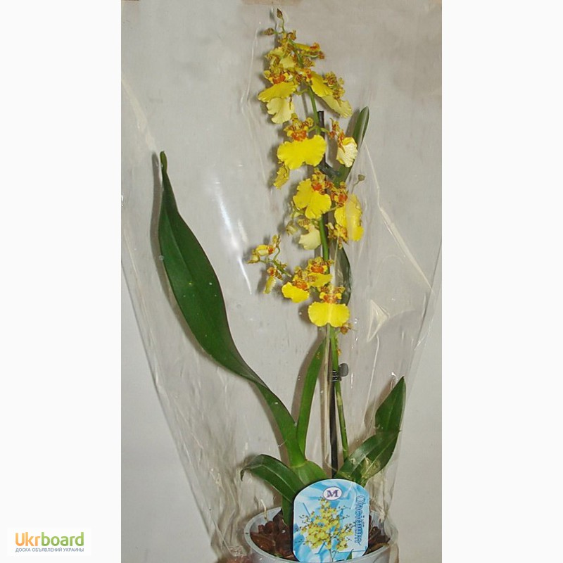 Фото 3/3. Продажа орхидей, онцидиум желтый