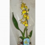 Продажа орхидей, онцидиум желтый
