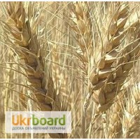 ПРОДАМ СЕМЕНА 3 сортов посевной пшеницы украинской, канадской и чешской селекции