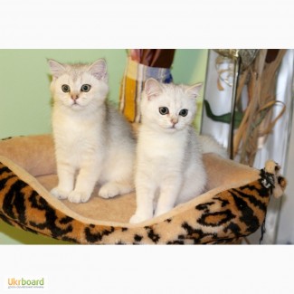 Замечательные котята серебристой британской шиншиллы