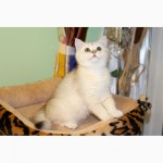 Замечательные котята серебристой британской шиншиллы