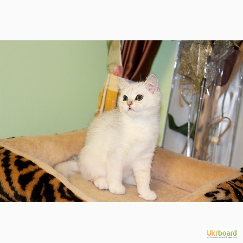 Фото 5. Замечательные котята серебристой британской шиншиллы