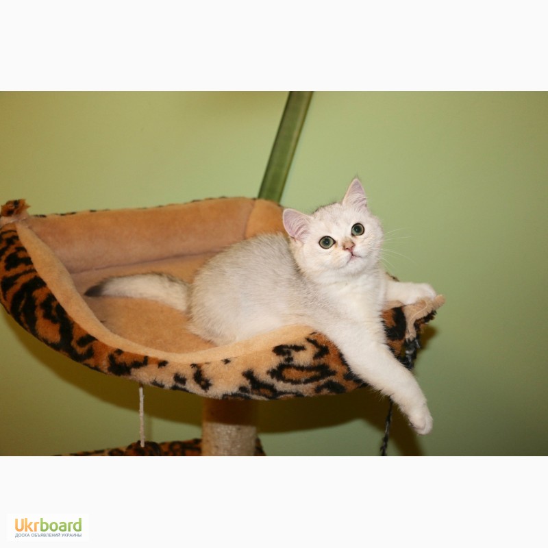 Фото 6. Замечательные котята серебристой британской шиншиллы