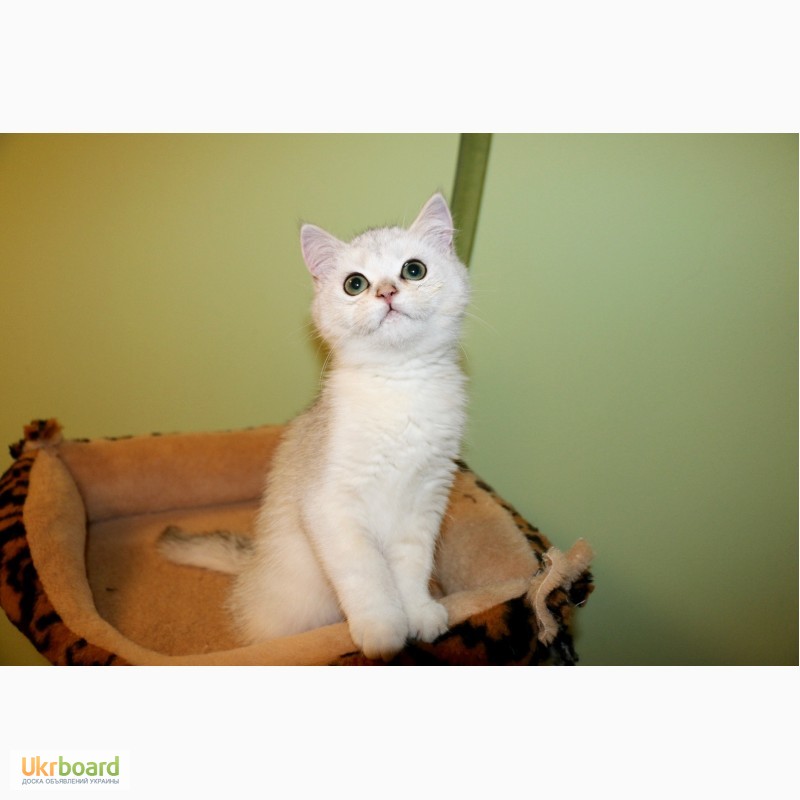 Фото 7. Замечательные котята серебристой британской шиншиллы