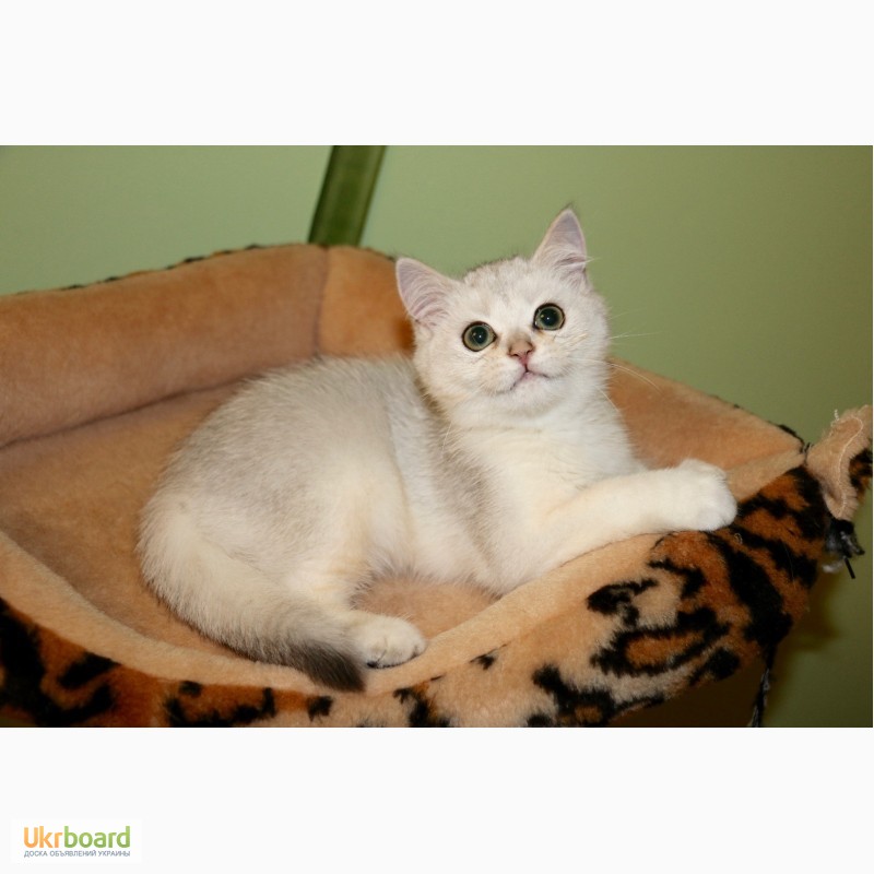 Фото 8. Замечательные котята серебристой британской шиншиллы