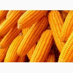 Реализуем посевной материал кукурузы(семена)