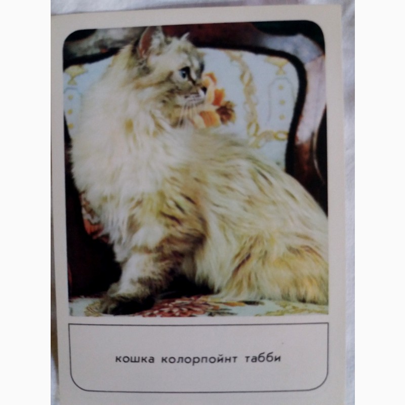 Фото 8. Набор открыток Кошки. Вып.1. 18 шт