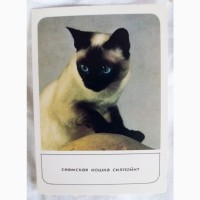 Набор открыток Кошки. Вып.1. 18 шт