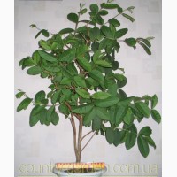 Продам саженцы Гуаява (комнатное растение) и много других растений (опт от 1000 грн)