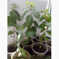 Продам саженцы Гуаява (комнатное растение) и много других растений (опт от 1000 грн)