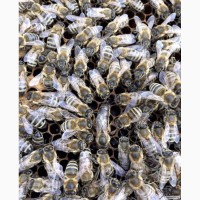Бджолопакети Карпатка продам