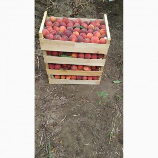 Продам персики с собственных садов.Цена договорная, Одеська обл