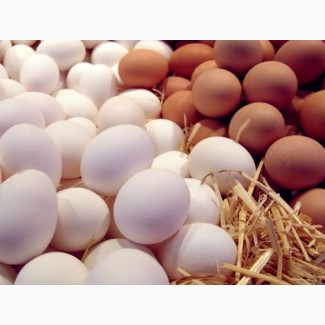 Производство яйца (10 тыс./сутки)