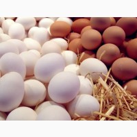 Производство яйца (10 тыс./сутки)