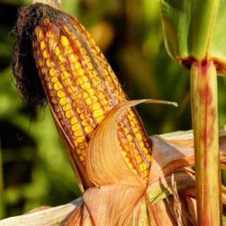 Продам семена кукурузы Хотин, ФАО 290
