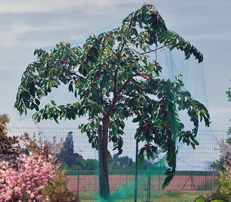 Фото 5. Сетка защитная 10м х 8м от птиц на деревья, кусты. Nortene Венгрия