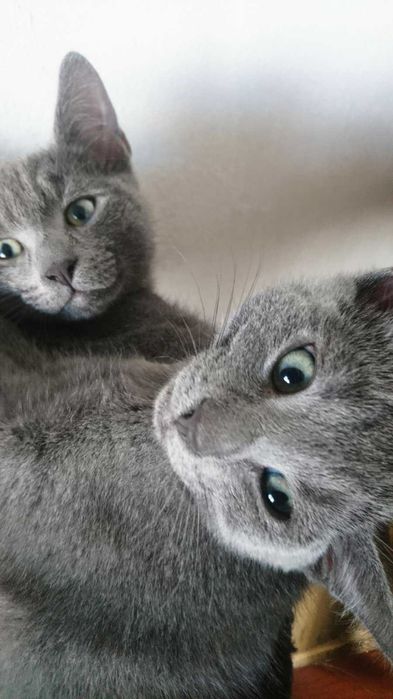 Фото 2. Скидка от питомника. Русские голубые котята