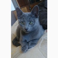 Скидка от питомника. Русские голубые котята