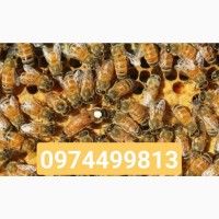 Бджолопакети бакфаст
