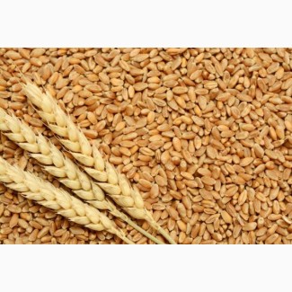 Насіння, пшениця озима- Благодарка, Мудрість Одеська, Шестопалівка, Фортеця та іньші