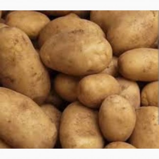Куплю картофель на экспорт от производителя