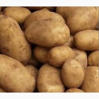 Куплю картофель на экспорт от производителя