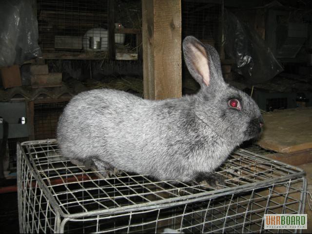 Фото 3. Кролики Серебристые, Калифорнийские, Белый панон