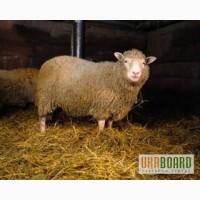 Продам вівці породи ПРЕКОС