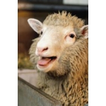 Продам вівці породи ПРЕКОС