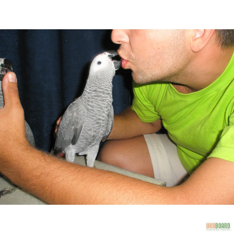 Фото 2. Африканский серый попугай жако