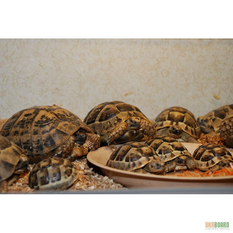 Фото 1/1. Ручные черепахи. Среднеазиатские сухопутные черепахи