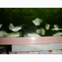 Экзотические аквариумные рыбки