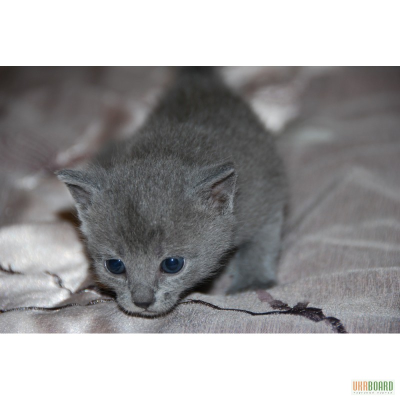 Фото 2. Продам котят Русской голубой