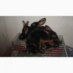 Продам кроликів,породи чорно-вогняні