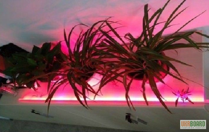 Фото 2. Светодиодная лента для подсветки растений 72W 5 метров. Освещение помещений, баров, кафе
