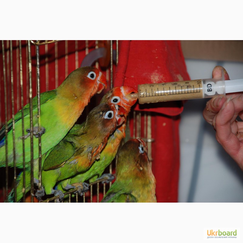 Фото 3. Ручні папужки Нерозлучники Фішера годованці зелені та жовті