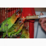 Ручні папужки Нерозлучники Фішера годованці зелені та жовті