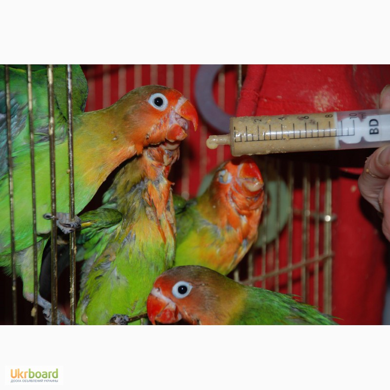 Фото 4. Ручні папужки Нерозлучники Фішера годованці зелені та жовті