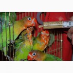 Ручні папужки Нерозлучники Фішера годованці зелені та жовті
