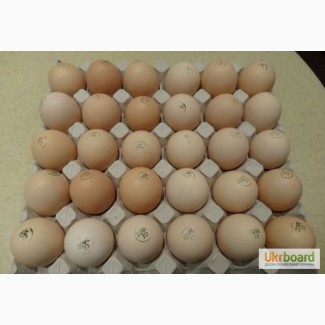 Яйця інкубаційні курей бройлерів КОББ-500