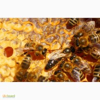 Пчеломатка - Карпатка(2019) - года вывода