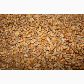 Бразильская пшеница CIF