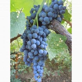 Фирма предлагает виноград на экспорт