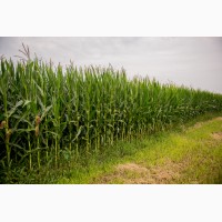 Продажа семян на посадку кукурузы и подсолнуха