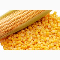 Продам зерна кукурузы. Влага 13, 6. Сор в норме