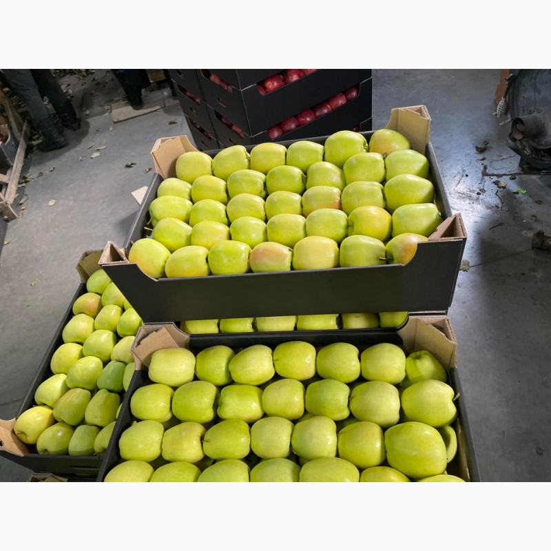 Фото 5. Продам яблоки несколько сортов с хранилищя. От производителя с 20 тонн