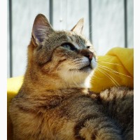 Ласкун – котик-інтелігент у добрі руки, покастрований, молоденький